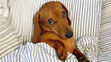 Dogs Are the Real Comedians! ???????? Funny Dog Videos 2026