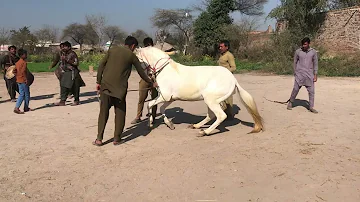 [EN] Horse Danceing Full Viral Video #horsetrack Beautiful Dance 2026