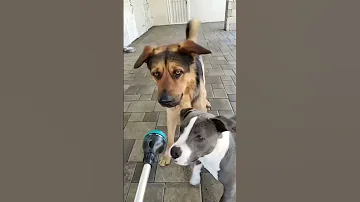 [EN] Dogs Funny Reels Video ????#shorts #dogs #reels