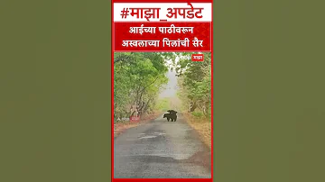 [EN] Gondia News : Bear cubs walk on mother's back in Pangdi forest