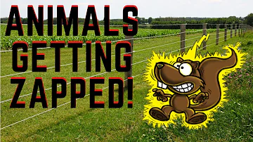 [EN] Animals Getting Shocked with Funny Sound Effects!!