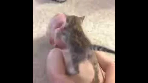 [EN] Kitten attack Funny Vines 360p