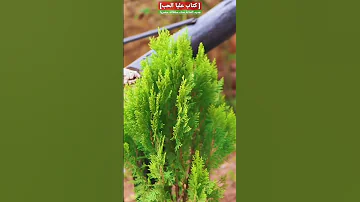 جديد 2023 | سناء سلطانة حصريا [ كتاب عليا الحب]