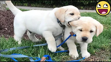 [EN] A new batch of funny and cute puppies for the year 2025 ????????????