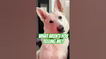 [EN] Explaining the term “asset recovery” to my dog ​​#AssetRecoveryGames