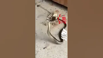 #حصريا : المعركة بين #العنكبوت و#الثعبان من ينتصر مشهد يحبس الانفاس #spider و#snake