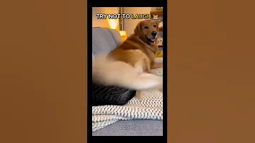 Impossible Try Not To Laugh ???? Funny Cats