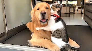 These Cats and Dogs Are Comedy Legends ???? Funny Pets 2026