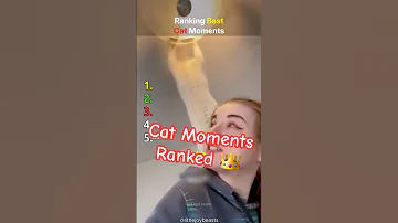 Ranking the Best Cat Moments