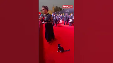 [EN] A cat in a media interview at the Egyptian Theater Festival