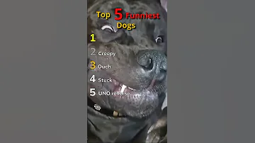 [EN] Top 5 Funniest Dogs #funny #animals