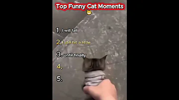 [ZH] 猫的 5 个有趣时刻????​ #shorts #tiktok #fyp