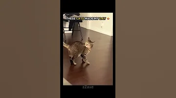 [EN] IMPOSSIBLE NOT TO LAUGH ???? FUNNY CATS