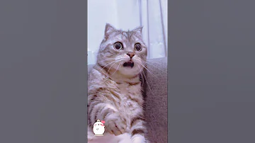 [EN] Funny Animal Videos 2023 ???? - Funniest Cats And Dogs Video ???????? #cat #dog #funnyanimals