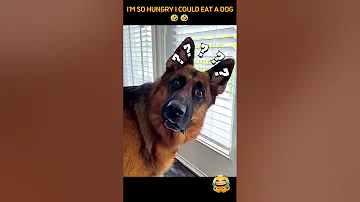 [EN] I'm so hungry I could eat a dog #funny #funnymoment #funnyvideos