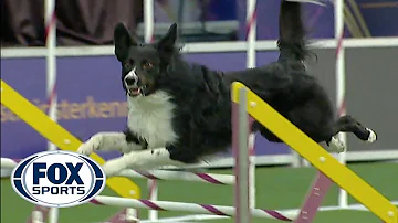 [EN] Verb captures 2019 WKC Masters Agility Grand Champion title | FOX SPORTS