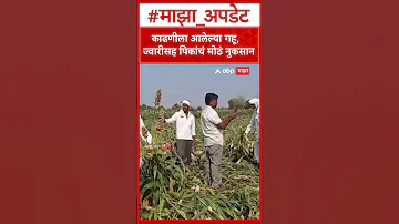 Jalgaon Crop Loss : काढणीला आलेल्या गहू, ज्वारीसह पिकांचं मोठं नुकसान