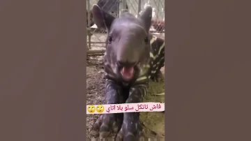 [EN] #Fokaha_Maroc funny animal New Moroccan humor