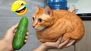 [EN] Try Not To Laugh ???? Best Funny Cats and Dogs Videos 2026 ???????? Part 1