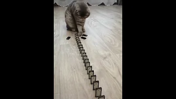 Cute & Funny Animals Videos ???????? Pets, Dogs & ???? Cats Compilation 2022 #shorts