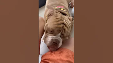 dog funny video ????|#FUNNY VIDEO|#shots #funny #comedy |#dog #VIRAL #funnyreel