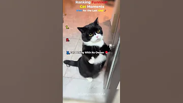 Ranking Funniest Cat Moments????#funny #ranking #shorts