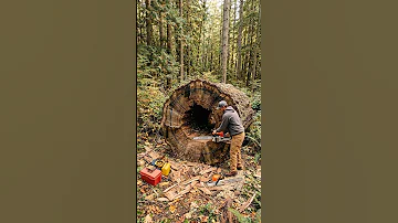 A TREE STUMP TURNED INTO A SECRET GAMING ROOM ????????