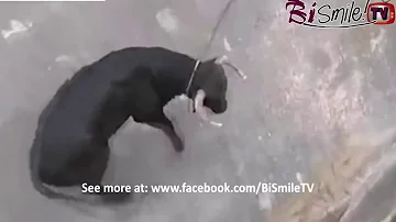 [EN] Bullfighting funny videos 2016 - Most awesome bullfighting festival #1 - Crazy bull attack people