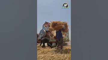 [HI] ए श ए| कृषि क्षेत्र गेहूं की कटाई के मौसम की शुरुआत के गवाह हैं