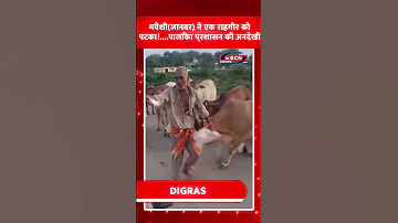 दिग्रस के आर्णी नाका पूल पर मवेशियों का आतंक...!
