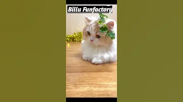 [ZH] 比利瓦拉卡通视频#viral #billi #funny #comedy #shortvideo #shortviral #mewmew #billicartoon