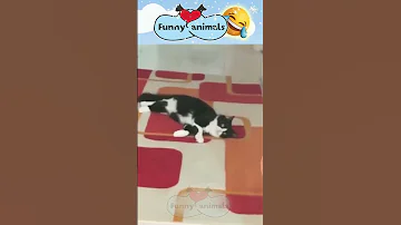[EN] #537 The funniest animals 2023 ???? Funny videos about cats and dogs ???????? #shorts