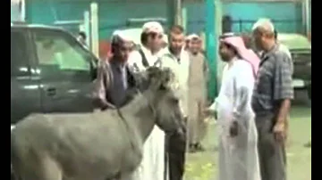 arabic funny video