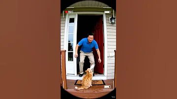 [ZH] 猫喷泉，巨大的波浪即将到来#cat #funny #cute #pets #kitten #animals #funnycats #shorts