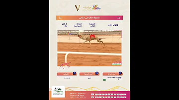 [ZH] 第二天早上的特技即兴表演#King_Abdulaziz_Camel_Festival7