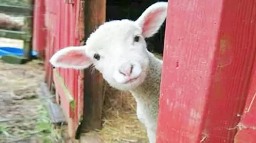 Funniest ANIMALS Videos 2026 That Will Make You Burst Into Laughter ????????