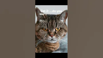 [EN] Cat didn't see this coming #cat #meme #funny