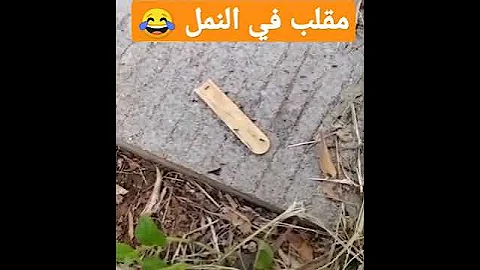 مقلب من نوع جديد.