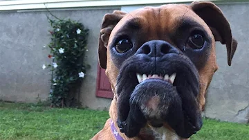 [EN] When your dog is a professional comedian ???????? New funny dog ​​videos