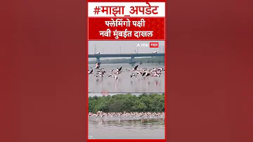 [HI] नवी मुंबई समाचार राजहंस गर्मियों में नवी मुंबई में प्रवेश करते हैं