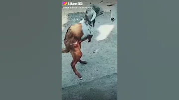 See this little dementia How to walk on two legs only
