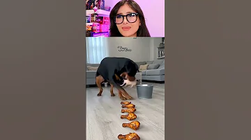 [EN] Rottweiler vs Chihuahua Food Challenge ???? #dog #funny #viral