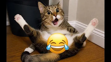 These CATS are too FUNNY! ???? Hilarious Cat Compilation 2026