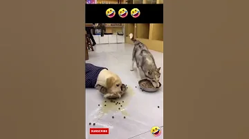 Husky and Labrador eating food funny videos #husky #Labrador #dog #funnypets #shortsvideo #funny