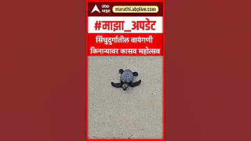 [ZH] Sindhudurg Vayangani 海龟节：Sindhudurg Vayangani 海滩的海龟节