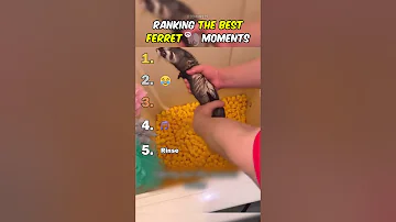 Ranking Best Ferret Moments