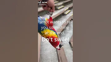 [EN] Funny Crazy Parrots - Funny Moments #parrot #funnybirds #viralshorts #birdshorts #parrotlovers