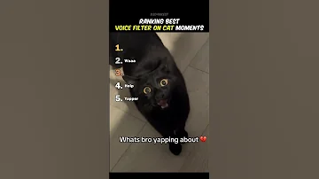 Ranking Best Voice Filter On Cat Moments