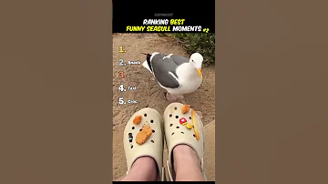 [ZH] 最佳有趣海鸥时刻排名