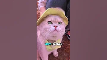 [ZH] 你会以这个价格出售吗？ ????????